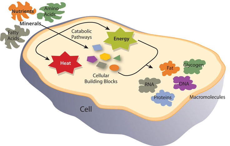 incoming cellular cnutrients